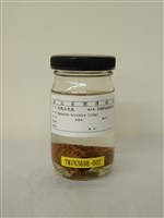 藏品(長戟大兜蟲)的圖片